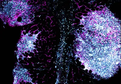 Purple and white fluorescent stain&nbsp;of cells